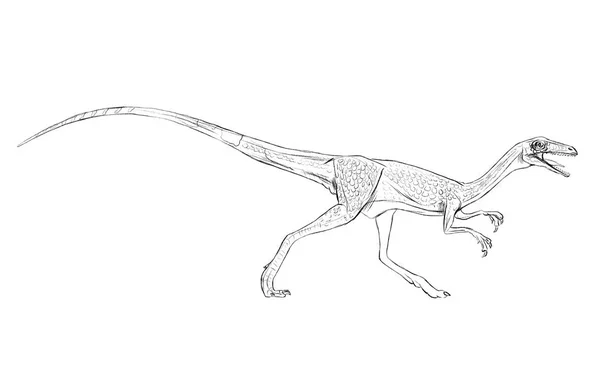 Compsognathus dinossauro linha doodle contur ilustração réptil jurássico mundo — Fotografia de Stock