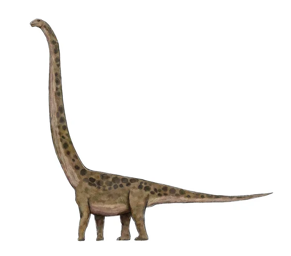긴 목 공룡 컬러 라인을 통해 고립 된 그림 큰 괴물 — 스톡 사진