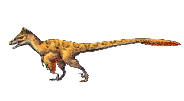 Untahraptor 孤立カラーラインイラスト恐竜古代 — ストック写真