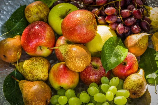 Fruktplockning Slutet Sommaren Äpplen Päron Och Druvor — Stockfoto