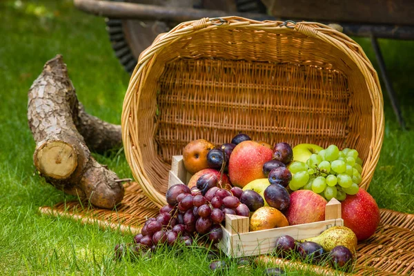 Plody Sbíráme Konci Léta Jablka Hrušky Švestky Hrozny — Stock fotografie