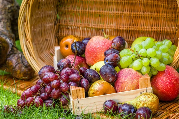 Récolte Des Fruits Fin Été Pommes Poires Prunes Raisins Images De Stock Libres De Droits