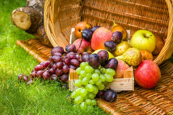 Récolte Des Fruits Fin Été Pommes Poires Prunes Raisins Images De Stock Libres De Droits