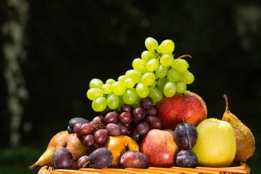 Yaz - elma, armut, Erik ve üzüm sonunda toplama meyve