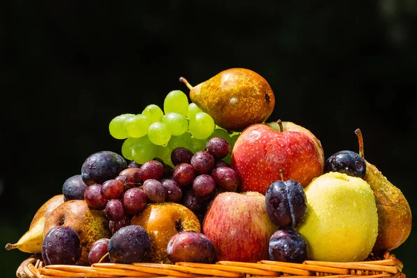 Récolte Des Fruits Fin Été Pommes Poires Prunes Raisins — Photo