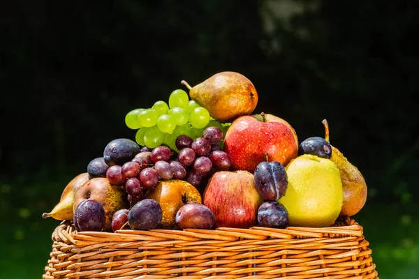 Fruktplockning Slutet Sommaren Äpplen Päron Plommon Och Druvor — Stockfoto