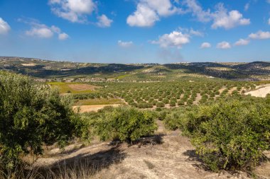 Crete, Yunanistan Kuzey dağlık adada dikim zeytin