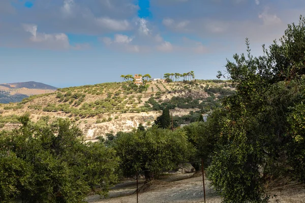 Oliva Plantando Isla Montañosa Del Norte Creta Grecia — Foto de Stock