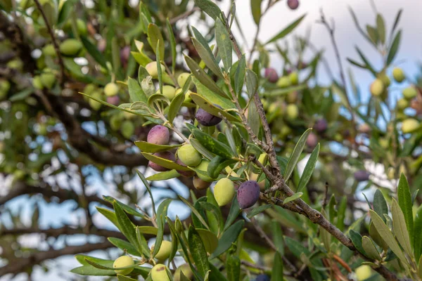 Оливковая Посадка Северном Горном Острове Крит Греция — стоковое фото