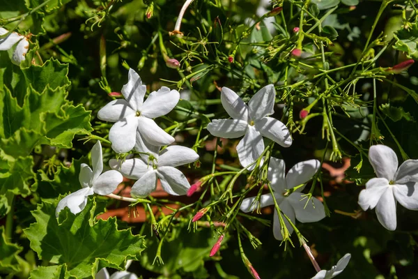 Arbusto Jasmim Florescente Nos Corredores Cidade Montanhosa Archanes Ilha Creta — Fotografia de Stock