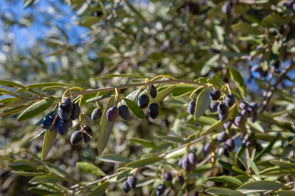 Dağlar Crete Island Yunanistan Dikim Zeytin — Stok fotoğraf