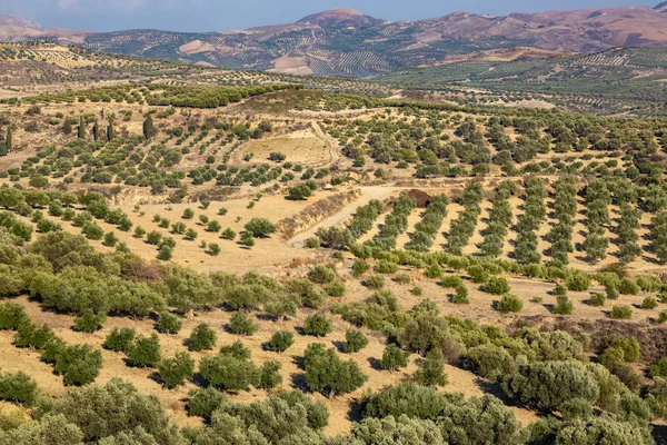 Plantations Oliviers Dans Les Hautes Montagnes Île Crète Grèce — Photo