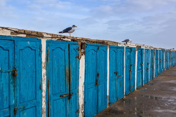 Animais Antigo Porto Pesca Essaouira Morroco — Fotografia de Stock