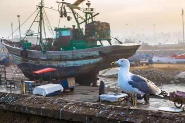 Animais Antigo Porto Pesca Essaouira Morroco — Fotografia de Stock