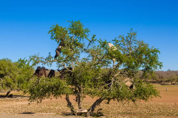 Pâturage Chèvres Sur Arganier Près Essaouira Maroc — Photo