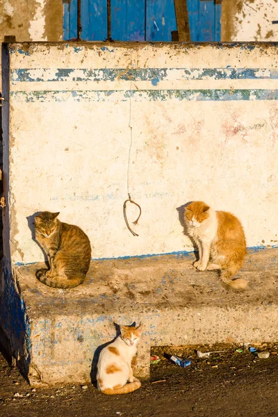 Cats in the old fishing port of Essaouira, Morocco