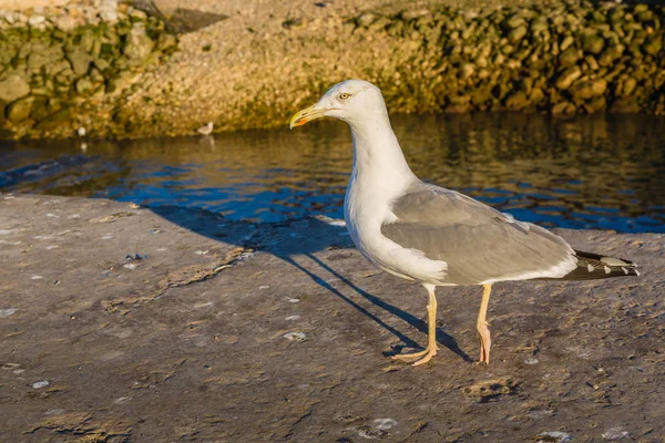 Solrig Tidlig Morgen Den Gamle Fiskerihavn Essaouira Marokko - Stock-foto