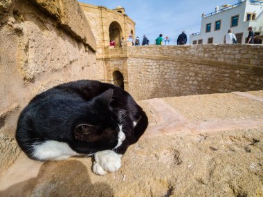 Essaouira, Fas Portekizce kale duvarlarına kedi