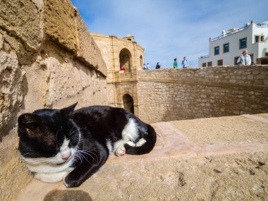 Essaouira, Fas Portekizce kale duvarlarına kedi