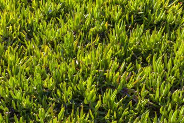 Safi, Fas yakınındaki Atlantik kıyısında bitki örtüsü