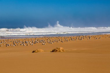 Dalgalar sörf fırtınalı Atlantik kıyısında yakın: Safi, Morocco
