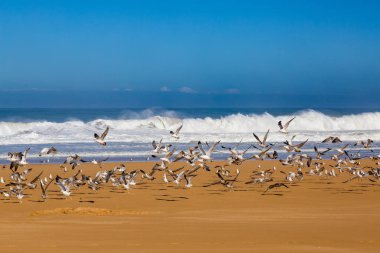 Dalgalar sörf fırtınalı Atlantik kıyısında yakın: Safi, Morocco