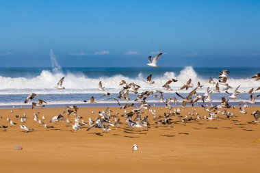 Dalgalar sörf fırtınalı Atlantik kıyısında yakın: Safi, Morocco