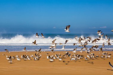 Dalgalar sörf fırtınalı Atlantik kıyısında yakın: Safi, Morocco