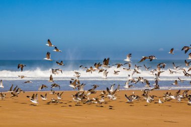 Dalgalar sörf fırtınalı Atlantik kıyısında yakın: Safi, Morocco