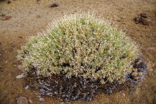 Teide Milli Parkı'nda 2000 m'nin üzerindeki tipik bitki örtüsü — Stok fotoğraf