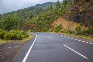 100 yükseklikte Teide Milli Parkı altında yemyeşil bitki örtüsü