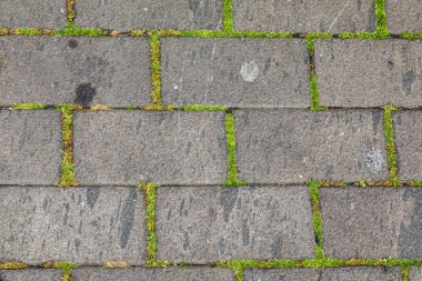 Yosun ile büyümüş arnavut kaldırımlı sokak Doku