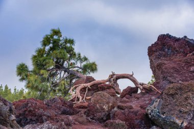 Tenerife adasının yüksek volkanik sıradağları