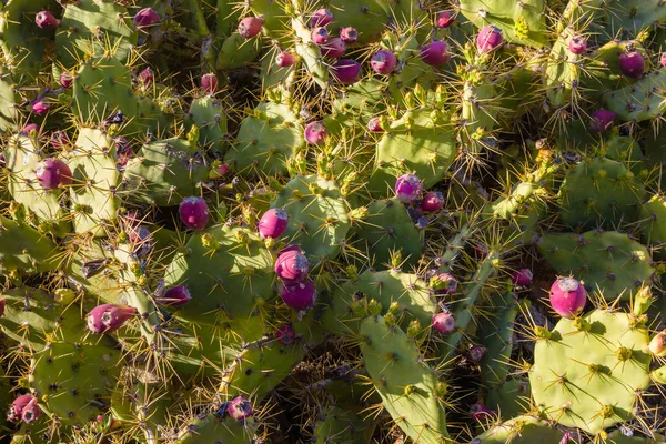 Prickly pear cactus groeit overvloedig op het eiland Tenerife — Stockfoto