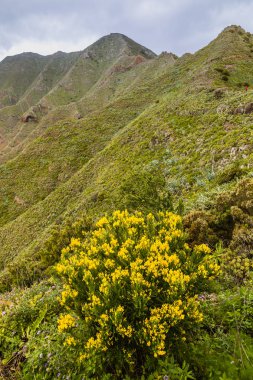 Tamaimo yolunda Dağ bakış açısı