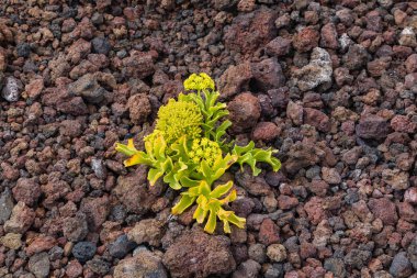Tenerife sahilinin volkanik topraklarında bitki örtüsü