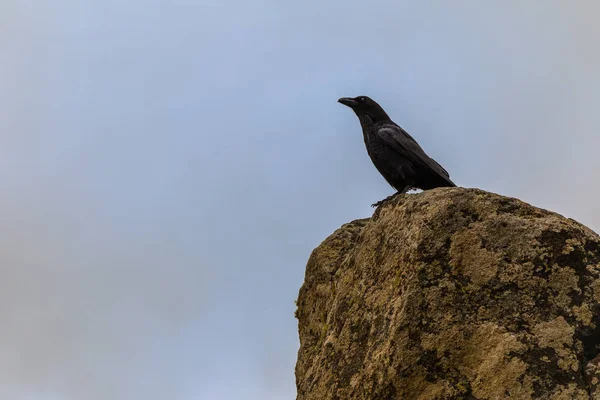 Corbeau sur le point de vue de montagne sur la route de Tamaimo — Photo