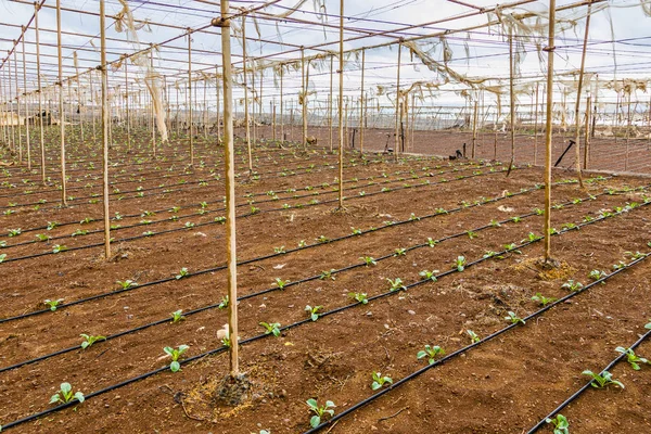 Growing vegetables in greenhouses with irrigation