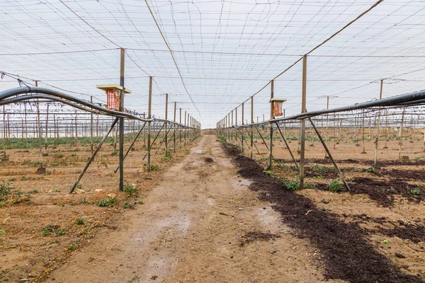 Growing vegetables in greenhouses with irrigation