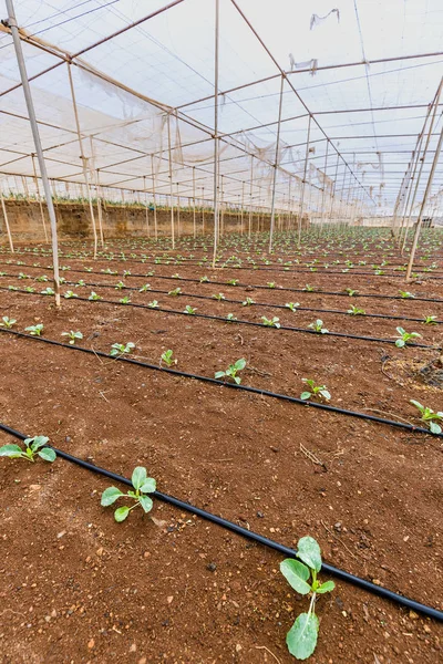Growing vegetables in greenhouses with irrigation