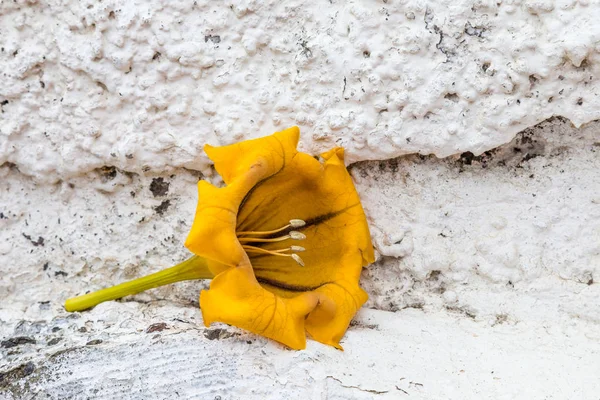 Kielich żółtego kwiatu na białej ścianie — Zdjęcie stockowe