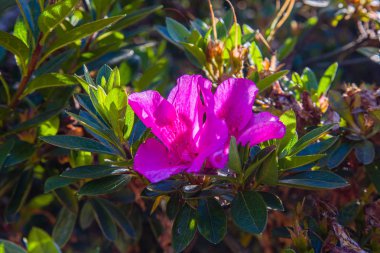 Porto Botanik Bahçesi, Portekiz