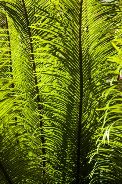 Jardin botanique de Porto, Portugal — Photo