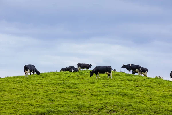 Koeien grazen vrij in de weilanden van het hele eiland Sao MiG — Stockfoto