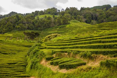 Sao Miguel adasında ki eşsiz çay tarlaları, Azores takımadaları