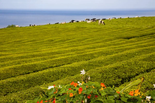 Plantations de thé uniques sur l'île de Sao Miguel, archipel des Açores — Photo