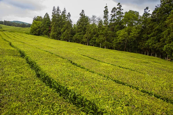 Plantations de thé uniques sur l'île de Sao Miguel, archipel des Açores — Photo