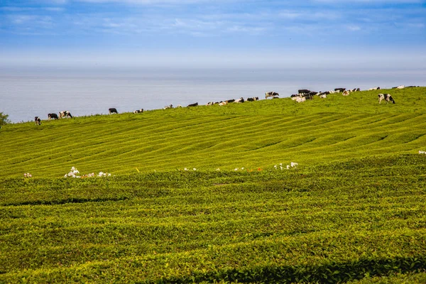 Plantations de thé uniques sur l'île de Sao Miguel, archipel des Açores — Photo