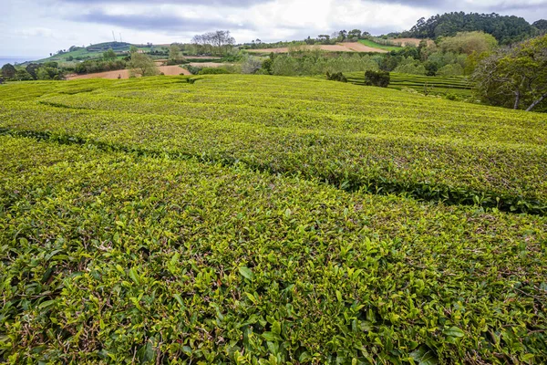 Plantations de thé uniques sur l'île de Sao Miguel, archipel des Açores — Photo