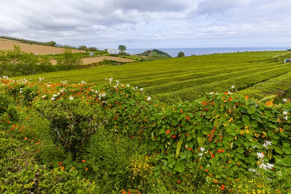 Plantations de thé uniques sur l'île de Sao Miguel, archipel des Açores — Photo